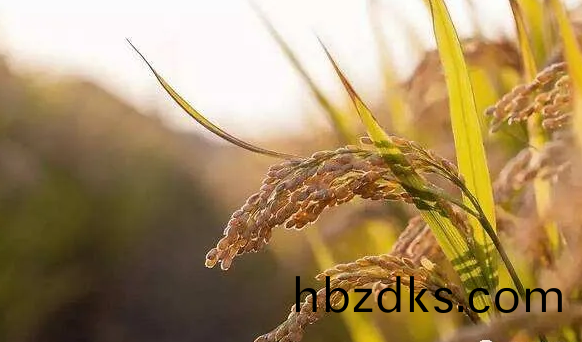 遠紅外烘榦技術(shu)在水稻良(liang)種上的應用